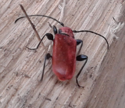 foto k příspěvku  od Zdenek