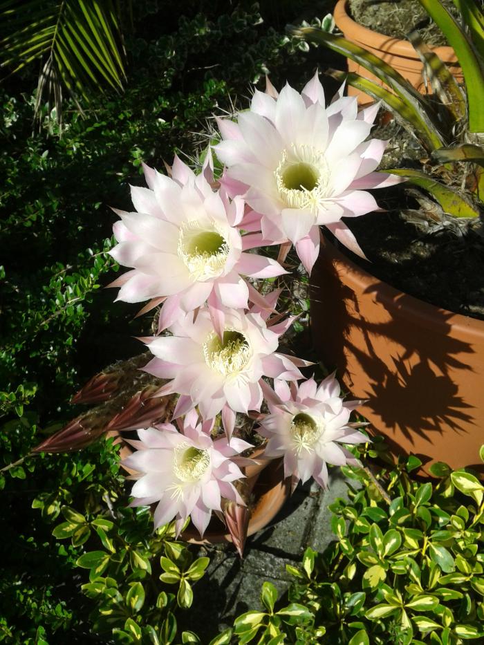 foto k příspěvku  od gizmi