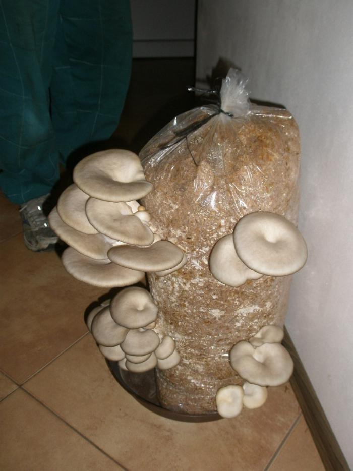 foto k příspěvku  od jura.j