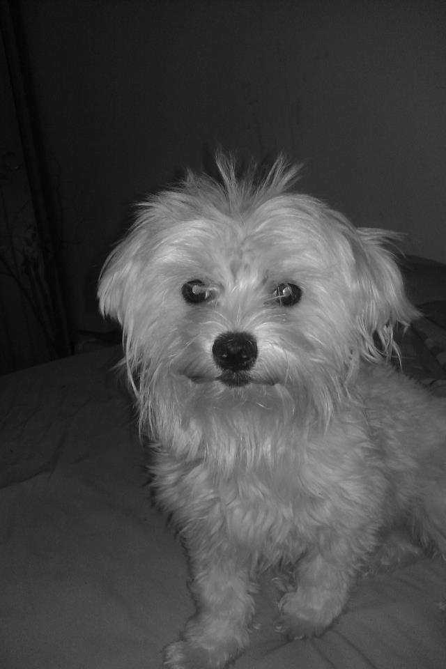 foto k příspěvku  od Luboš1