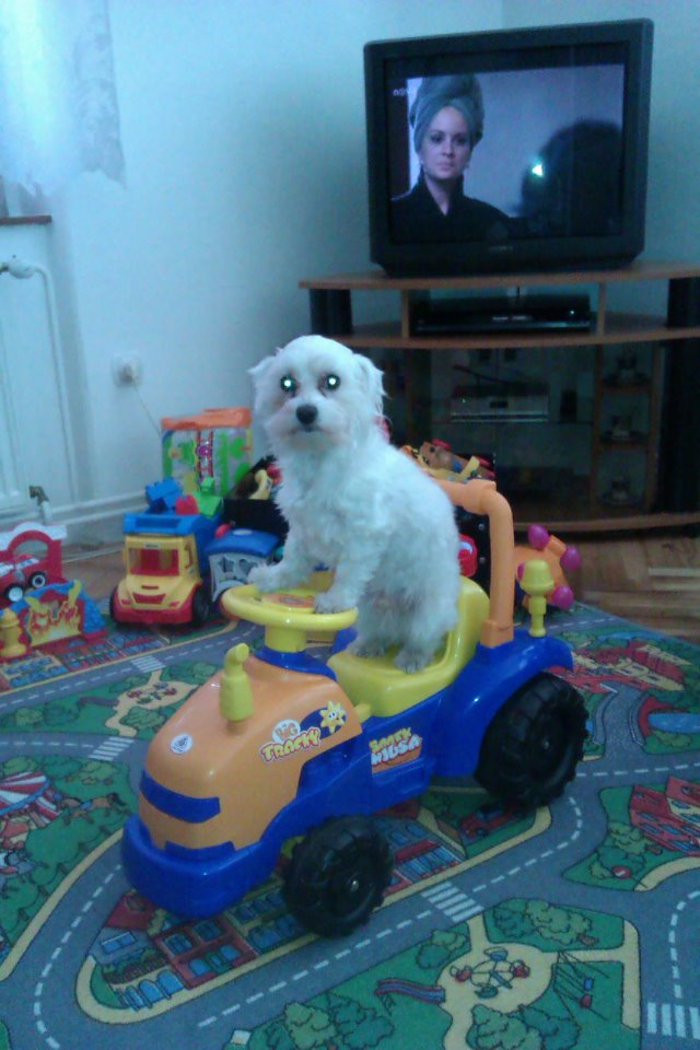 foto k příspěvku  od Luboš1