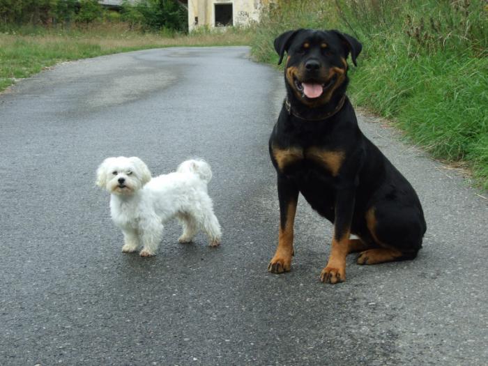 foto k příspěvku  od Petura