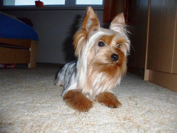 foto k příspěvku  od Unihero