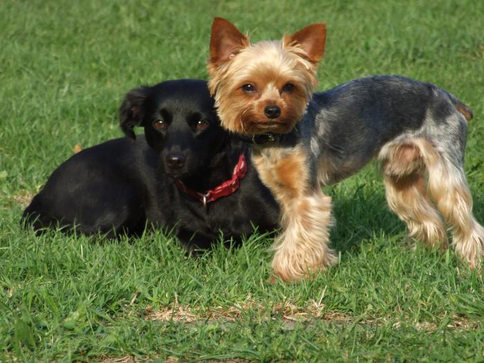 foto k příspěvku  od Reprák