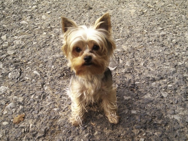 foto k příspěvku  od Kmoda