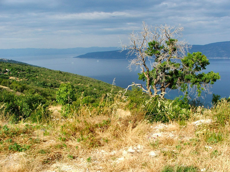 Ozzyho Rabac 2006